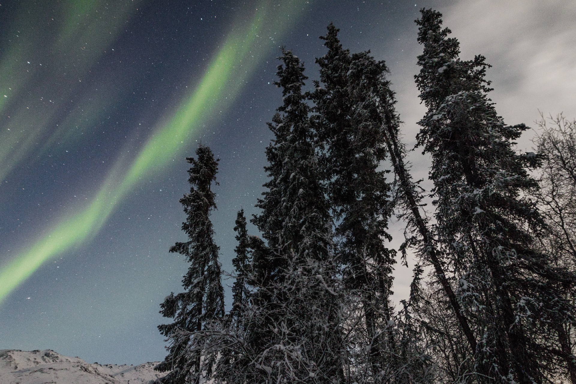 Talvinen kuusimetsä ja revontulet